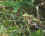 Argiope frelon, Argiope bruennichi