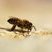 Apis mellifera