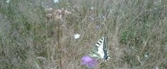 Machaon sur centaurée