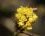 Fleur de mahonia