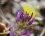 Fleur d'astragale de Montpellier - sous réserve
