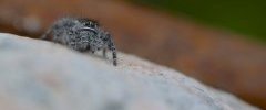 Phidippus purpuratus (3)