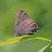 Porte-queue du chêne (Satyrium calanus)