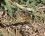 Sympetrum fonscolombii - femelle