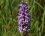 Dactylorhiza sp.