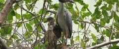 Night heron filhotes