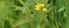 Lisimaque sp
