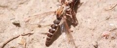 Mosca predadora