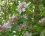Pommier sauvage (malus sylvestris)