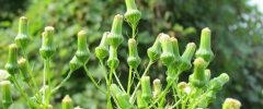 Erechtites hieraciflora fleurs au sommet