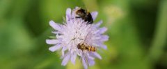 Syrphe ceinturé et Volucelle bourdon en arrière plan