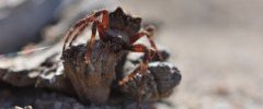 Araneus saevus