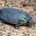 Phrynops geoffroanus