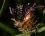 Oxythyrea funesta & centaurea jacea