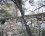 Quercus muralis