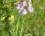 Orchis guerrier (orchis militaris)