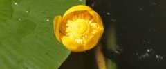 Fleur de Potamot sp