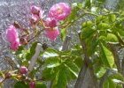 Rose "centifolia pomponia" ou "pompon de Meaux"