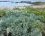 Crambe maritime