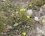 Hélianthème à feuilles de marum - sous réserve