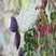 Bouquet provençal