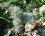 Lichen Evernia prunastri