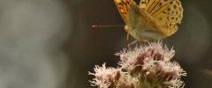 Cardinal Argynnis pandora