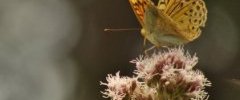 Cardinal Argynnis pandora