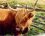 Highland cattle