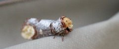 Phalera bucephala La Bucéphale