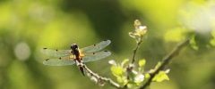 libellula quadrimaculata