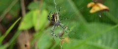 Argiope frelon