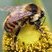 Bourdon à ceinture rousse (Bombus rufocinctus)