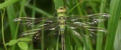 Anax imperator Anax empereurDSC07957