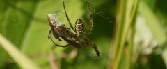 Argiope bruennichi