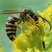 Guêpe jaune aérienne (Dolichovespula arenaria)