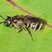 Halicte confus (Halictus confusus)