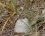 Criquet acrididae