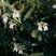 Consoude officinale