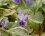Violette odorante - sous réserve