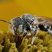 Abeille découpeuse (Megachile rotundata)