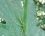 Conocéphale gracieux ( Ruspolia nitidula ) 