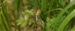 Anax imperator Anax empereurDSC07961