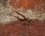 Metellina merianae mâle