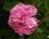Rose "Gertrude Jekyll" (sous réserve)