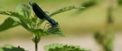 Calopteryx splendens Caloptéryx éclatant mâle