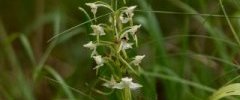 Platanthera sp