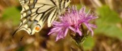 Machaon Papilio machaon