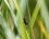 Petite sauterelle noire - de profil