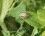 Dolycoris baccarum